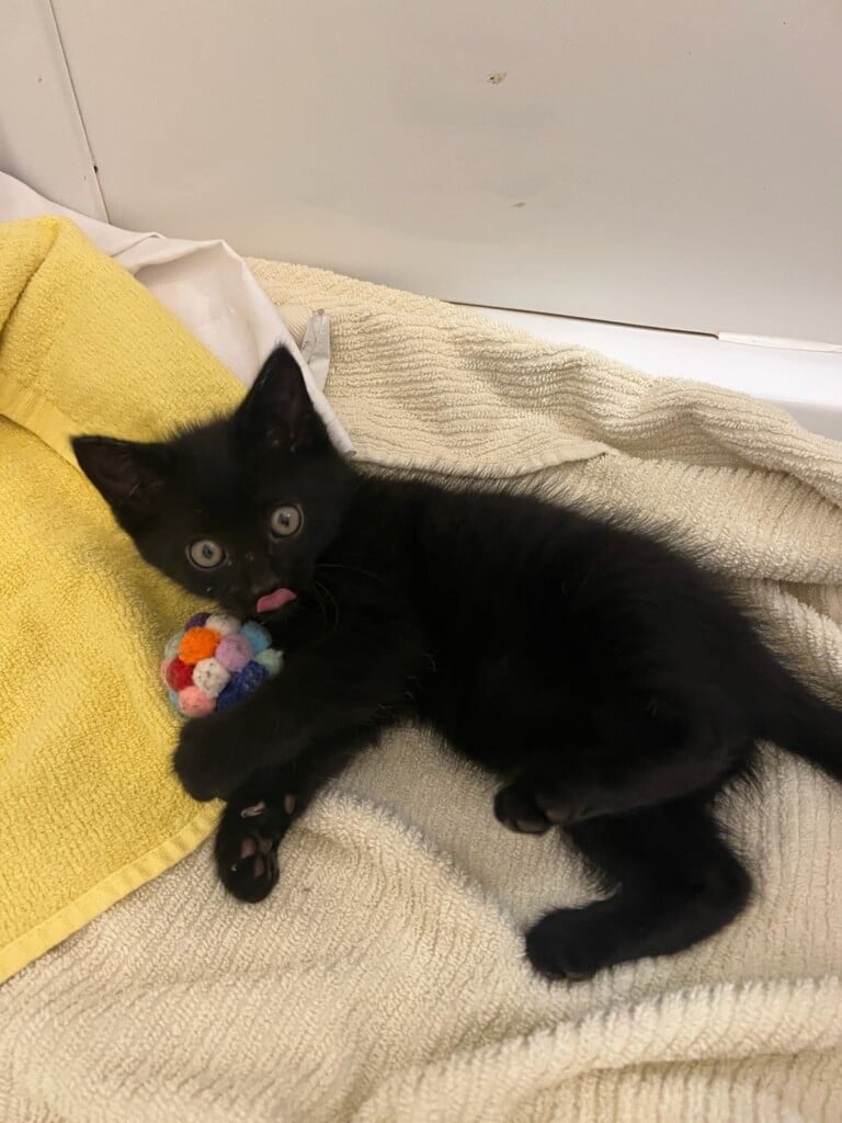 Panther