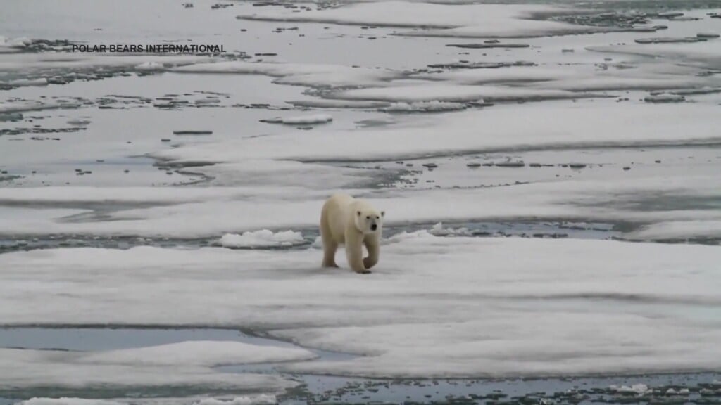 Tech Byte How Science Is Saving Polar Bears