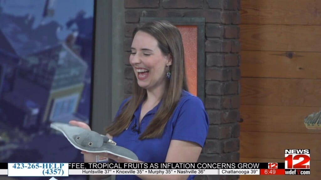 This Morning Tennessee Aquarium