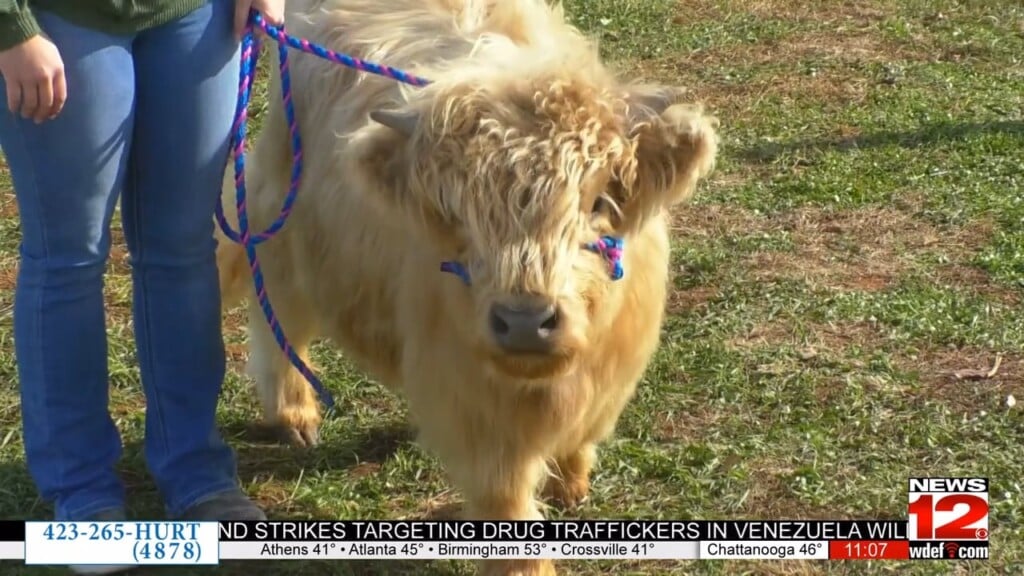 Holiday Fun At Marsh Cattle Farm