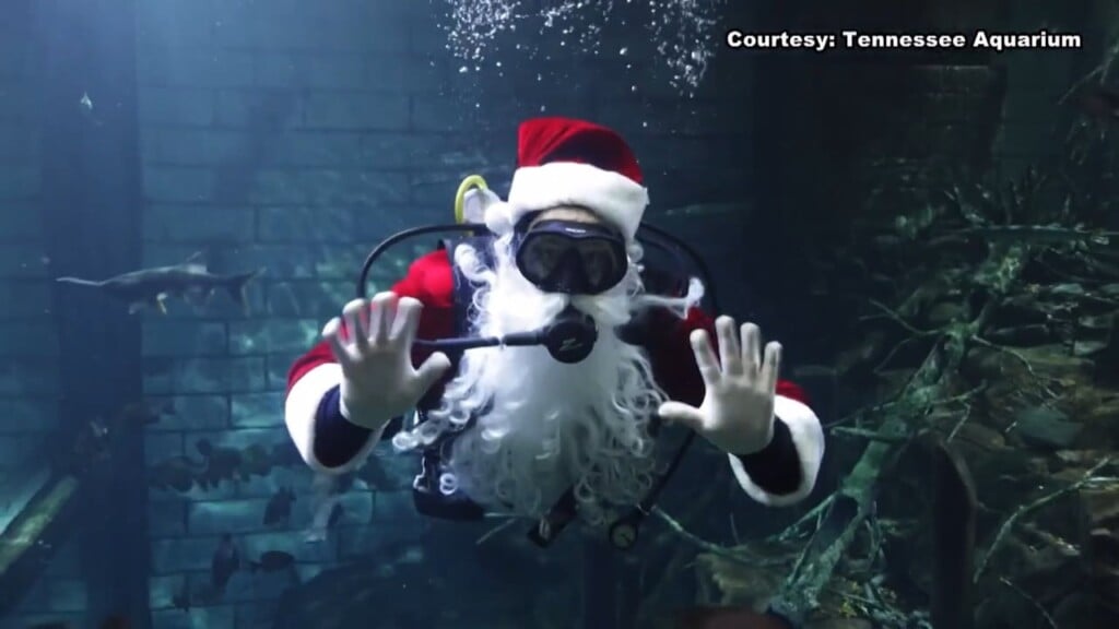 This Morning Tennessee Aquarium