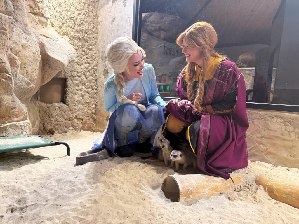 Anna Elsa And Meerkats 2