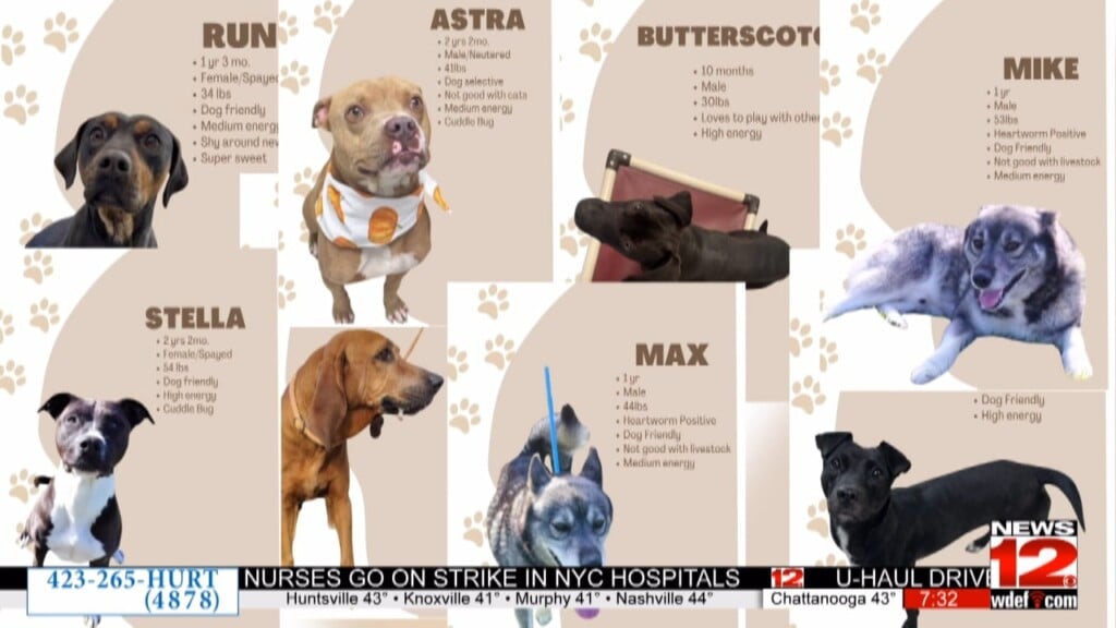 Walker County Animal Shelter Urgently Seeking Homes Before Deadline