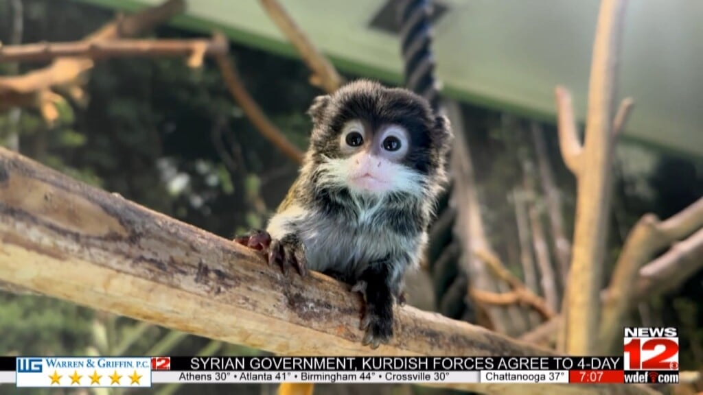 Chattanooga Zoo Invites Community To Name Emperor Tamarin Babies