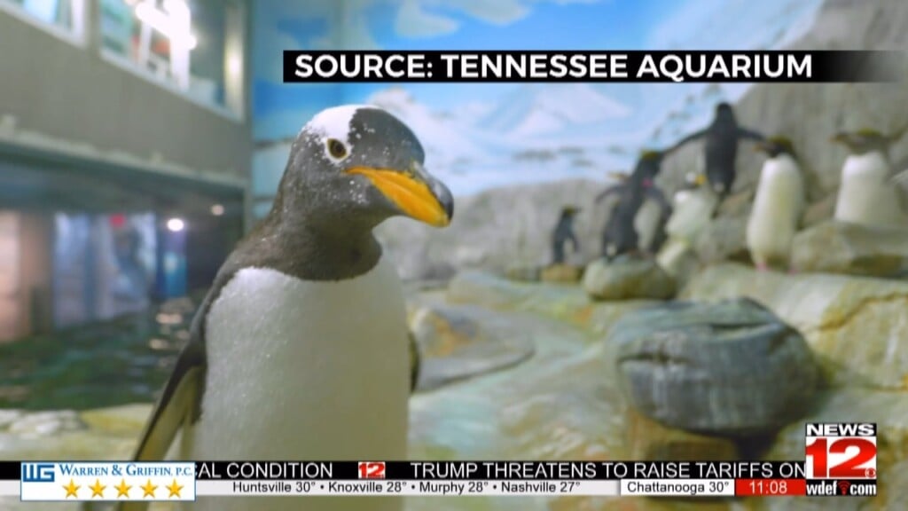 Tennessee Aquarium Offers Indoor Option During Cold Weather