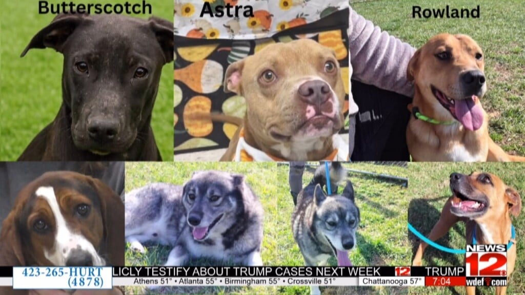 Walker County Animal Shelter Extends Euthanasia Deadline