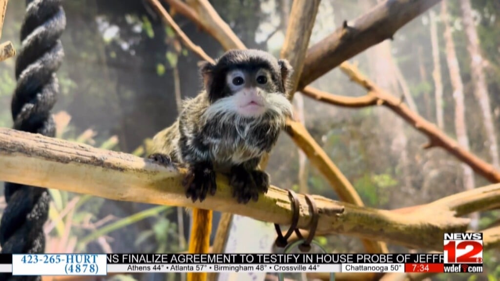 Chattanooga Zoo Reveals Names Of Tamarin Twins