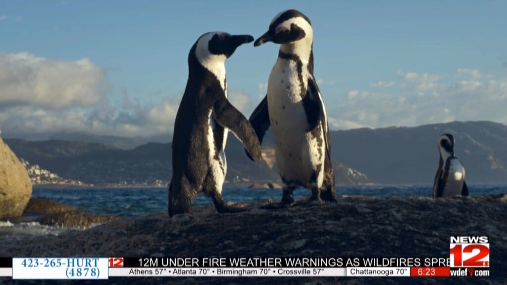 This Morning The Tennessee Aquarium