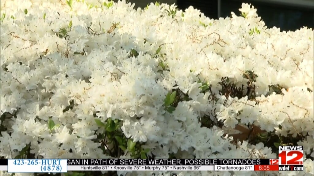 The Hidden Reason Allergies Linger