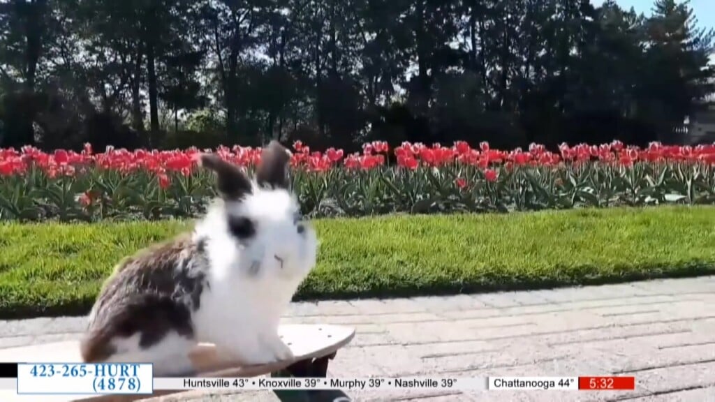 Local Shelters Urge Families Not To Gift Bunnies For Easter