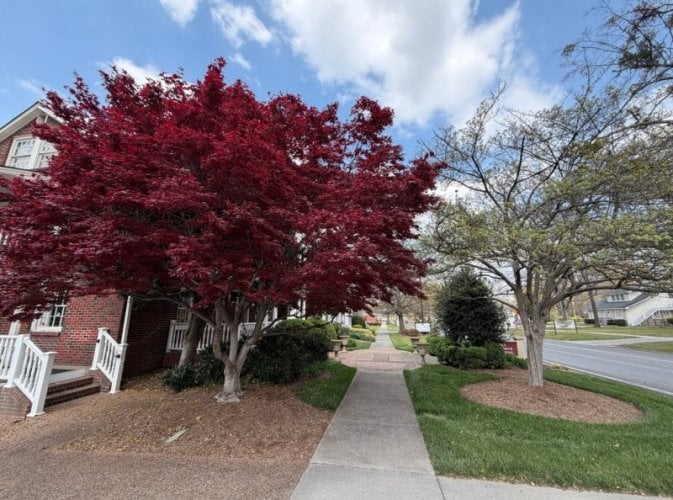 Capture Trees 673x500