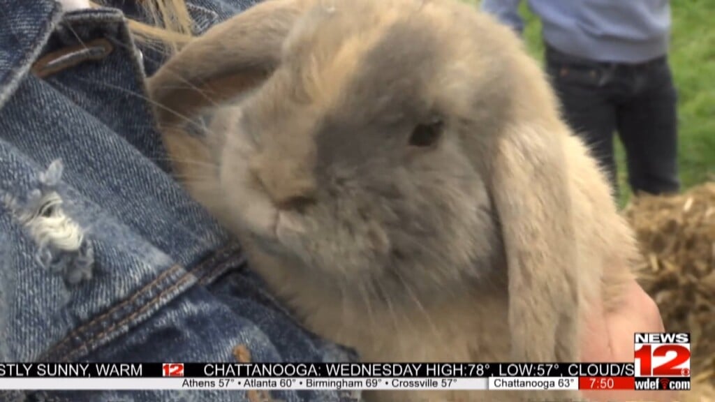Chattanooga Zoo Invites Families To Annual Hug A Bunny Day