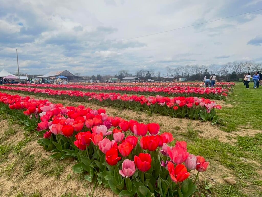 658138677 122248836242140202 2802547931731202729 N