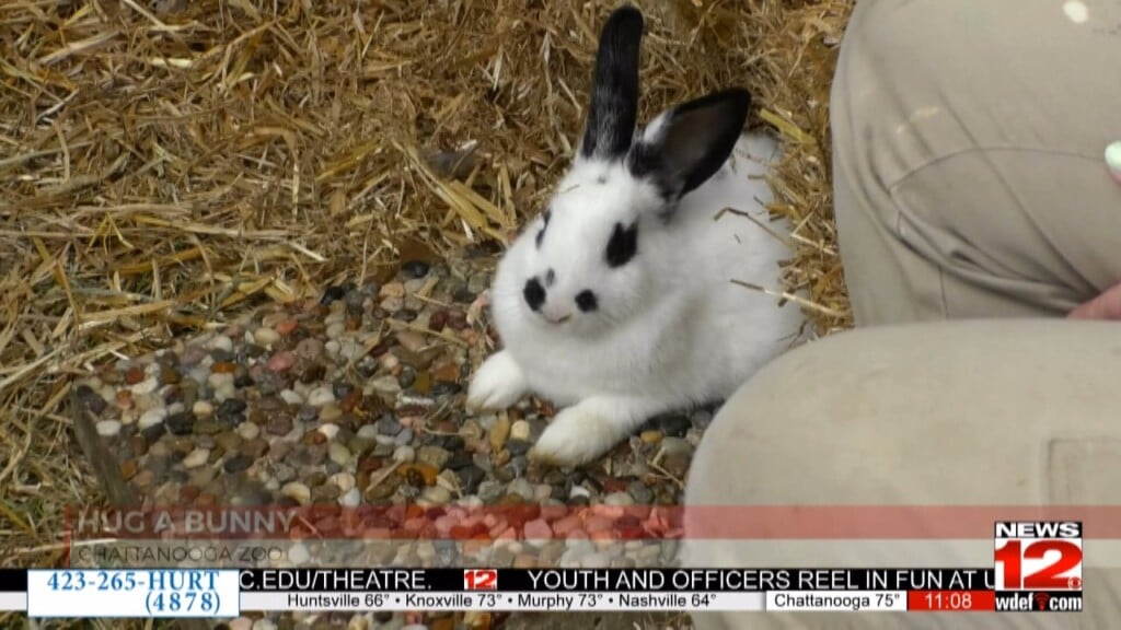 Chattanooga Zoo Hosts Annual Hug A Bunny Day