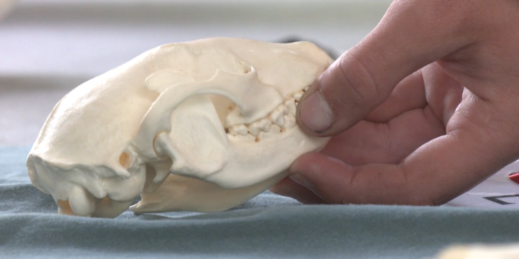 The Envirothon Competition