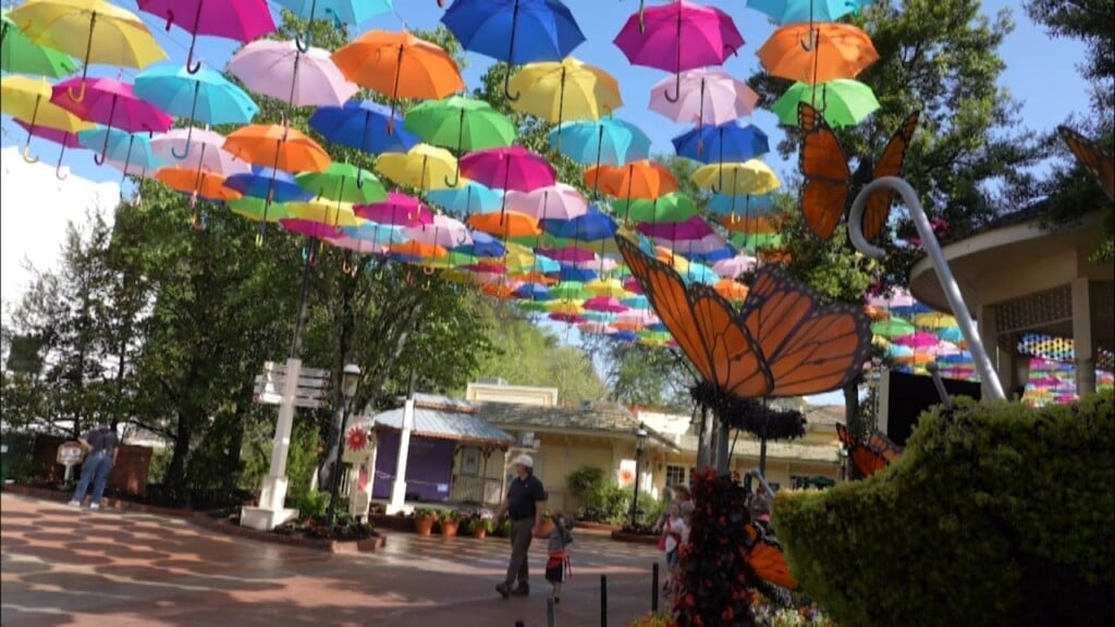 This Morning Dollywood