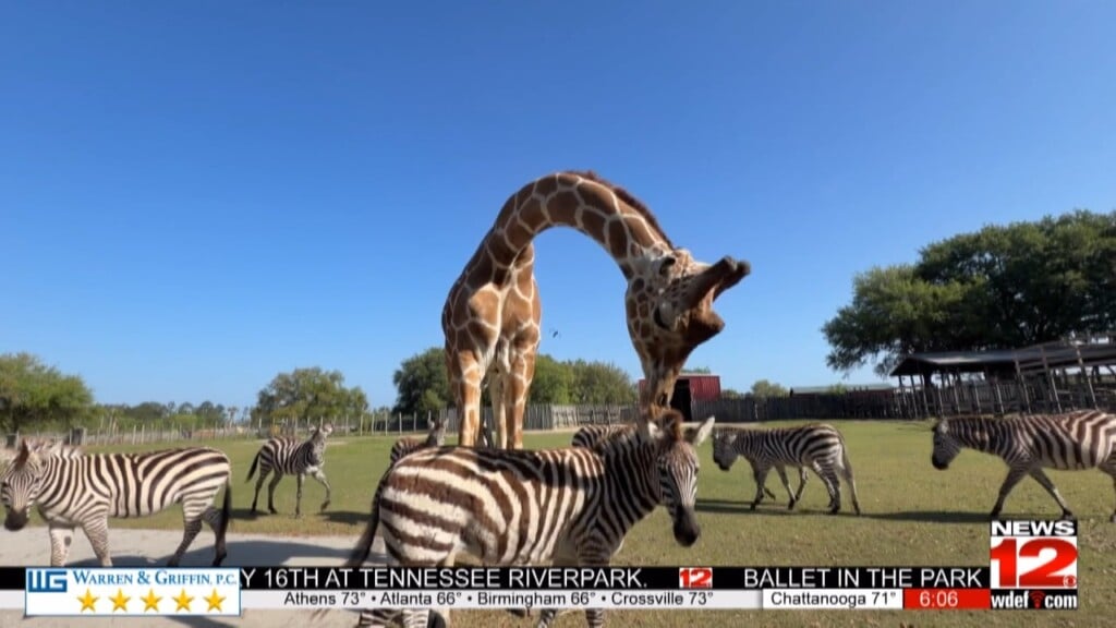 Zebra And Giraffe Friendship Turns Heads