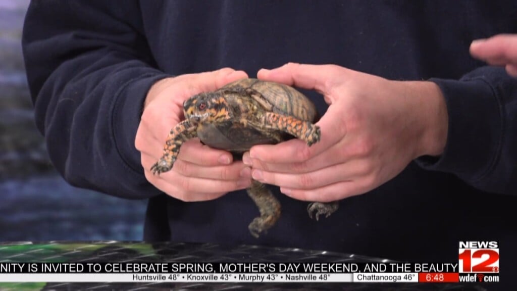 This Morning Chattanooga Zoo