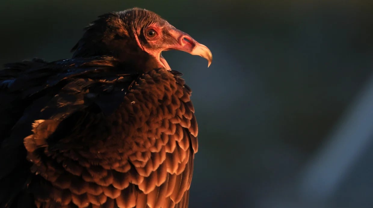 Could Florida vultures help fight invasive pythons? Researchers document rare attack on python eggs.