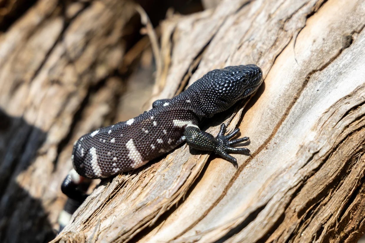Extremely rare Guatemalan bearded lizards hatch at Zoo Atlanta