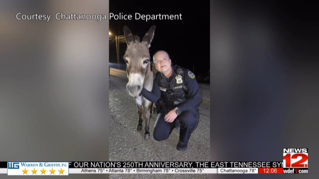 Chattanooga Officers Wrangle Escaped Donkeys