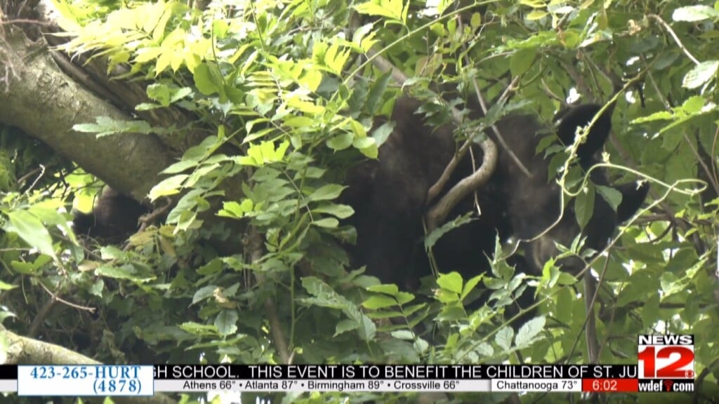 Bear In Tree Draws Crowd