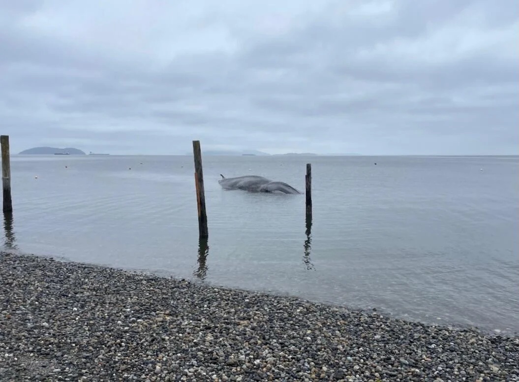 40-ton whale dies amid wave of strandings off coast of Washington state