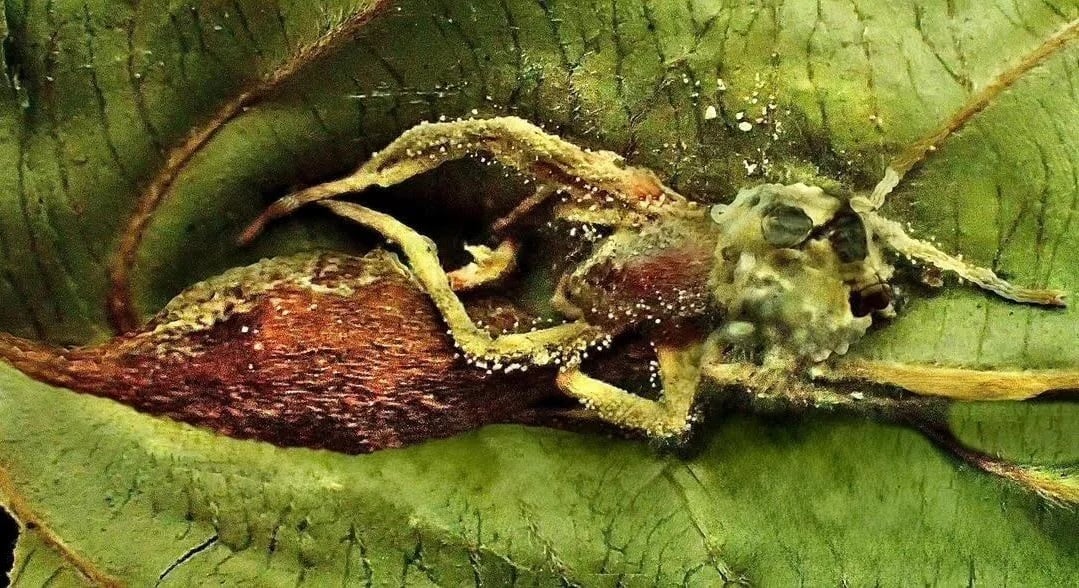 Scientists discover new parasite in jungle that preys on insect-killing “zombie fungus”