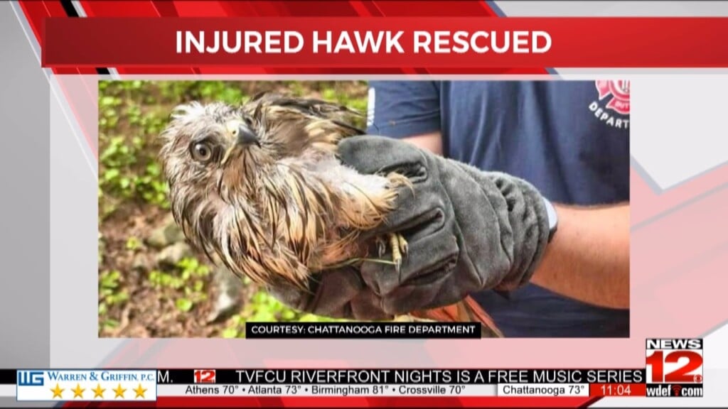 Chattanooga Fire Department Rescues Injured Hawk Following Storms