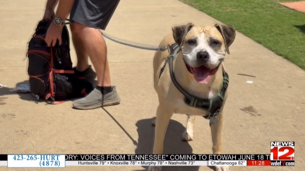 Mckamey Animal Center Hosts Paw Palooza In Hopes Of Finding Dogs Forever Homes