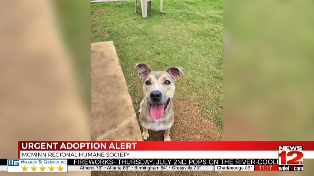 Mcminn Regional Humane Society Releases Urgent Dog Adoption List