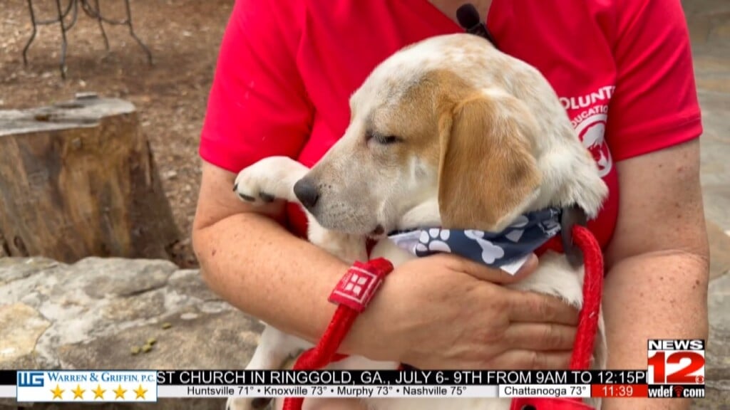 Rock City Kicks Off Summer With Dog Days Of Summer Event