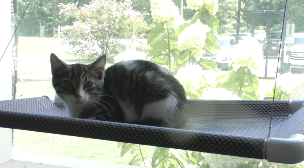 Cat for adoption at McKamey Animal Shelter
