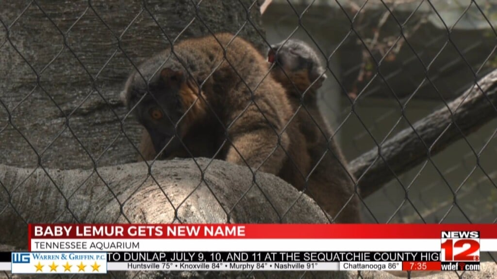 Baby Lemur Gets New Name