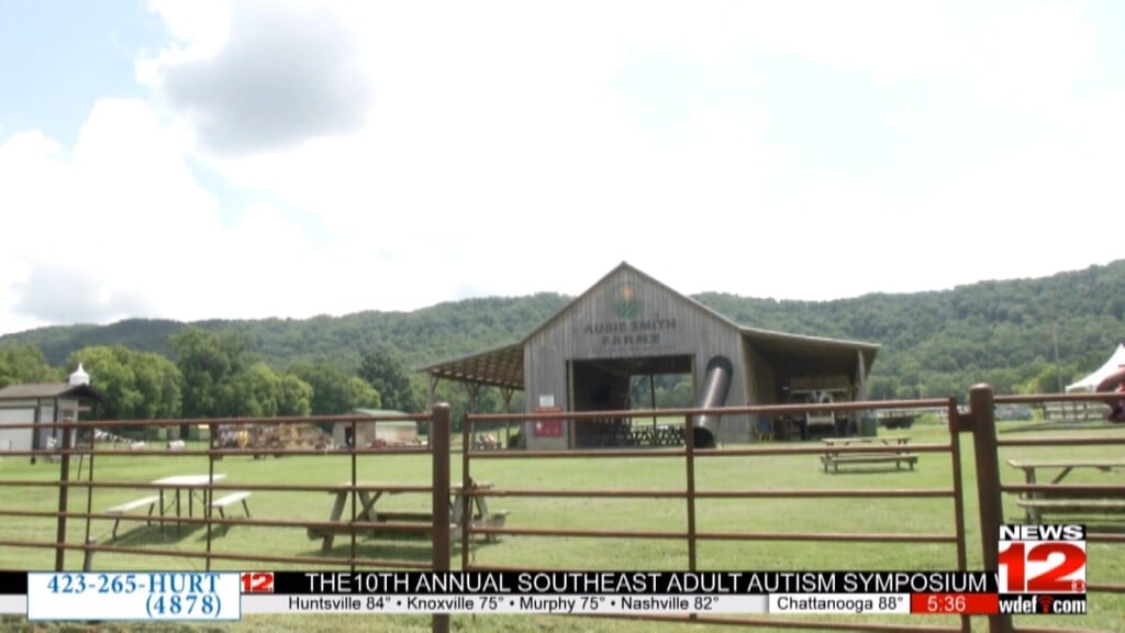 Aubie Smith Farms Sunflower Fields Attract Local Tourism