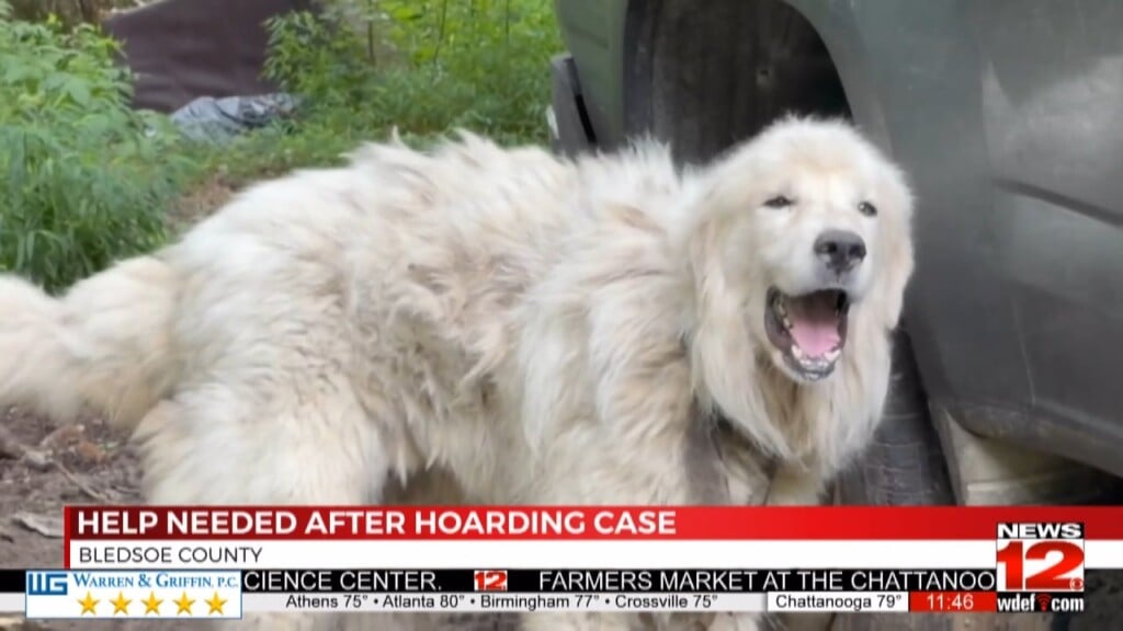 Shelters And Rescues Seek Families After Bledsoe County Animal Hoarding Case