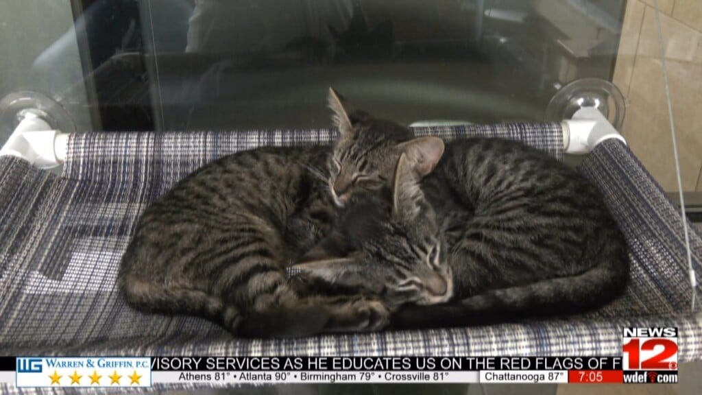 Mckamey Animal Center Holds Empty The Shelters Event