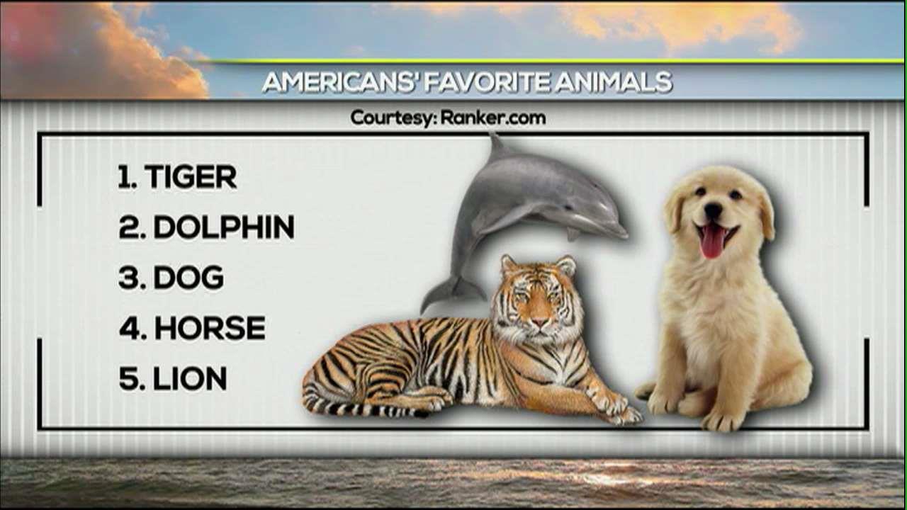 America's Favorite Pet