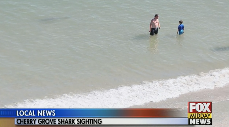 Sharks Spotted In Cherry Grove - WFXB