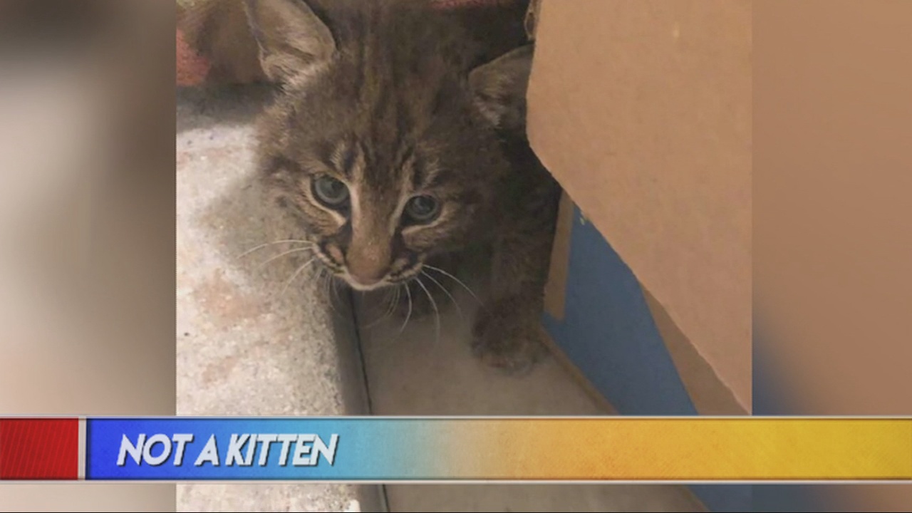 Not Kitten Around WFXB