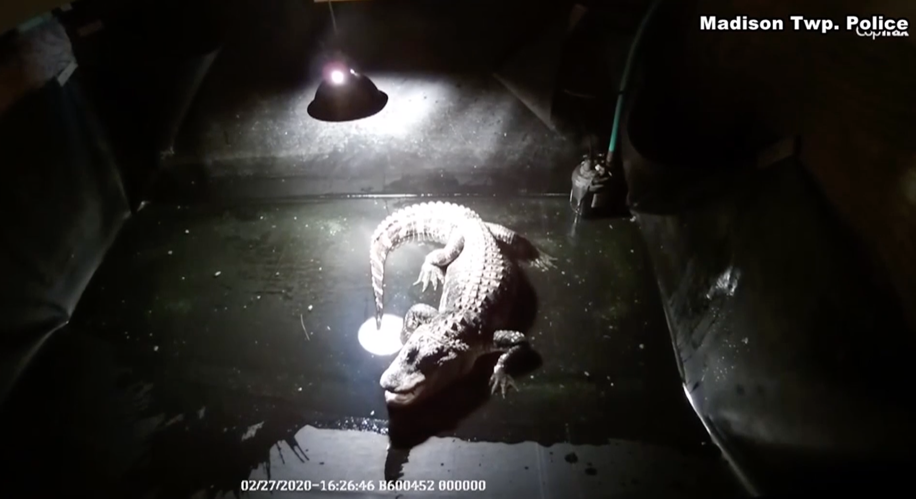 OH: Caught On Cam - Gator Removed From Home - WFXB