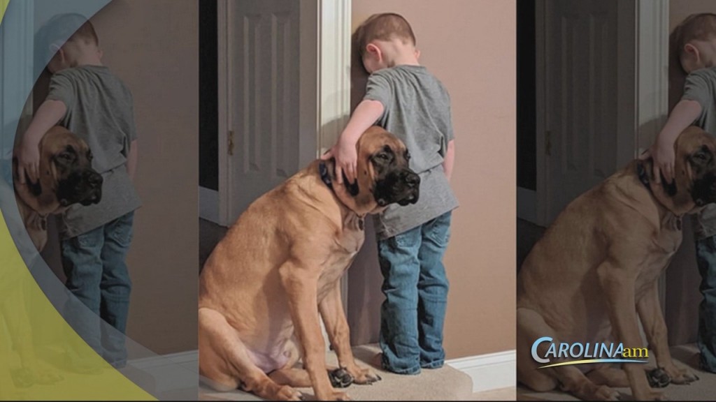 Cute Dog