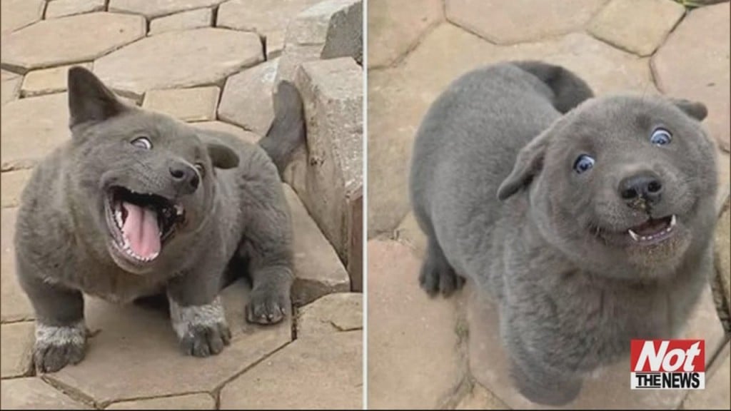 Cute Pup