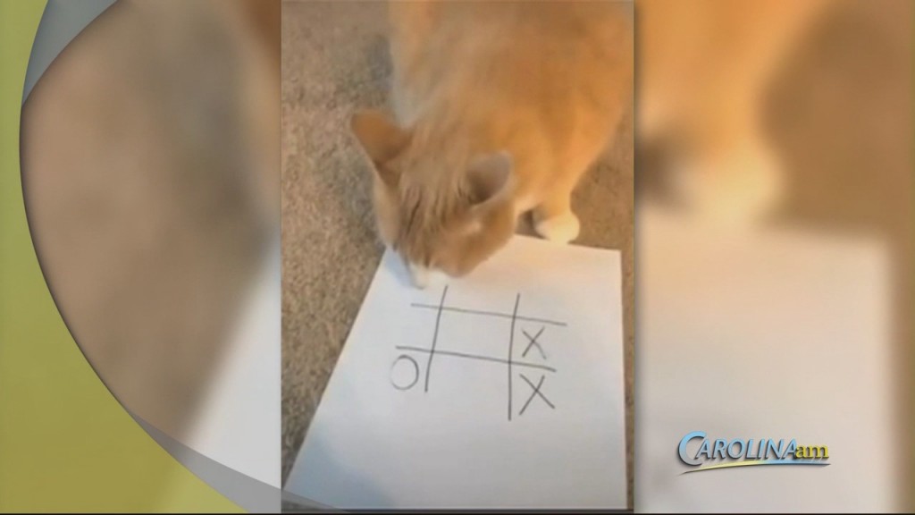 Pet Tic Tac Toe