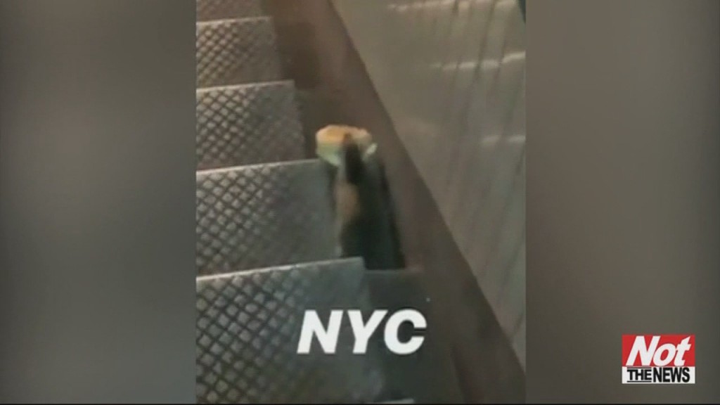 Rat