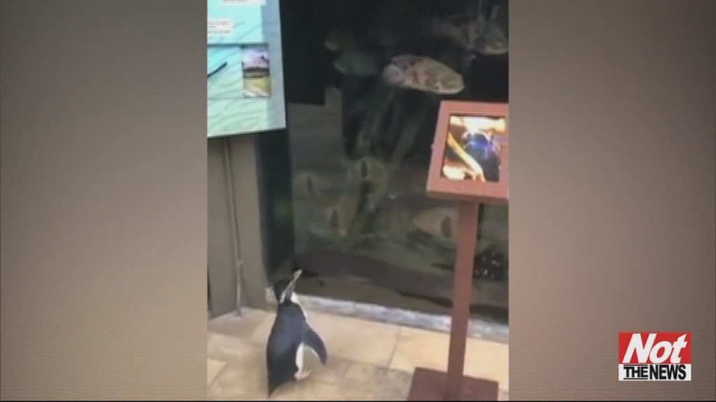 Shedd
