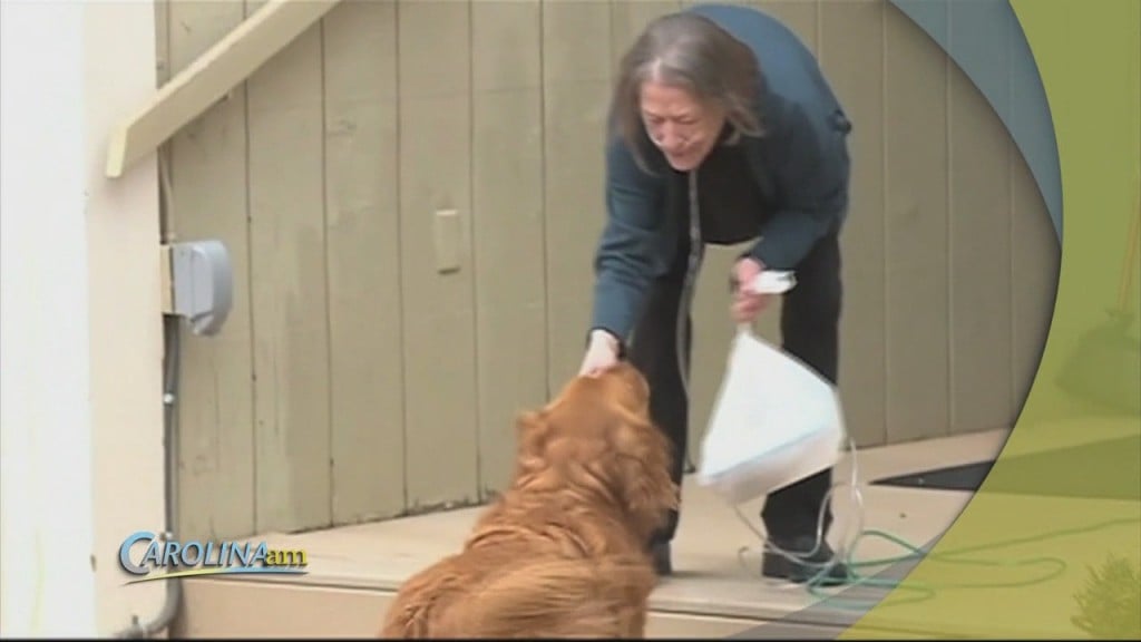 Dog Delivery
