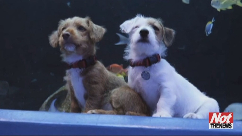 Puppies