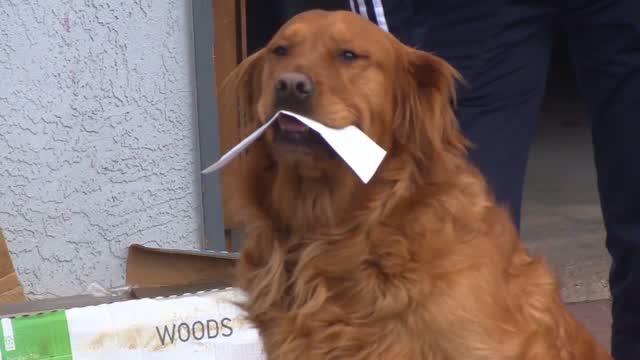 Co: Covid: Dog Helps Quarantined Neighbors