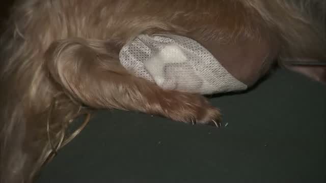 Dog Survives Being Shot During Home Invasion